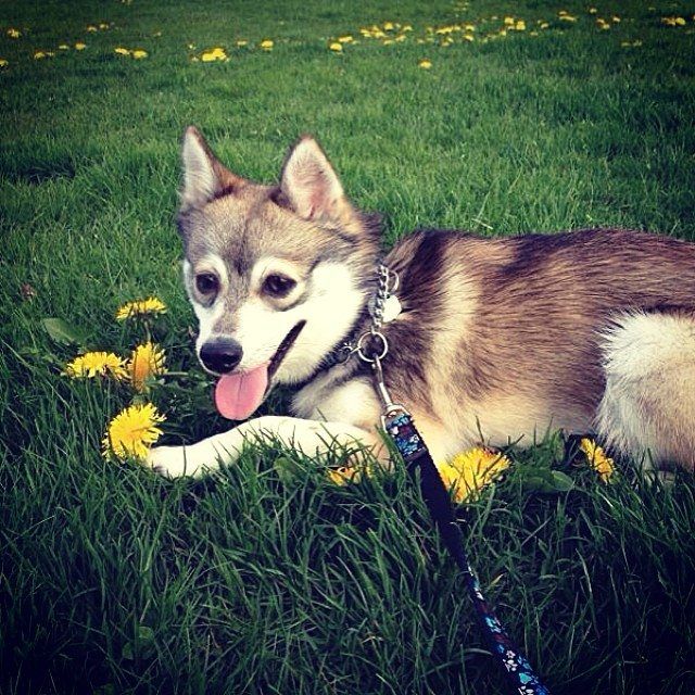 History of the Alaskan Klee Kai - Alaskan Klee Kai 101 – Breed ...