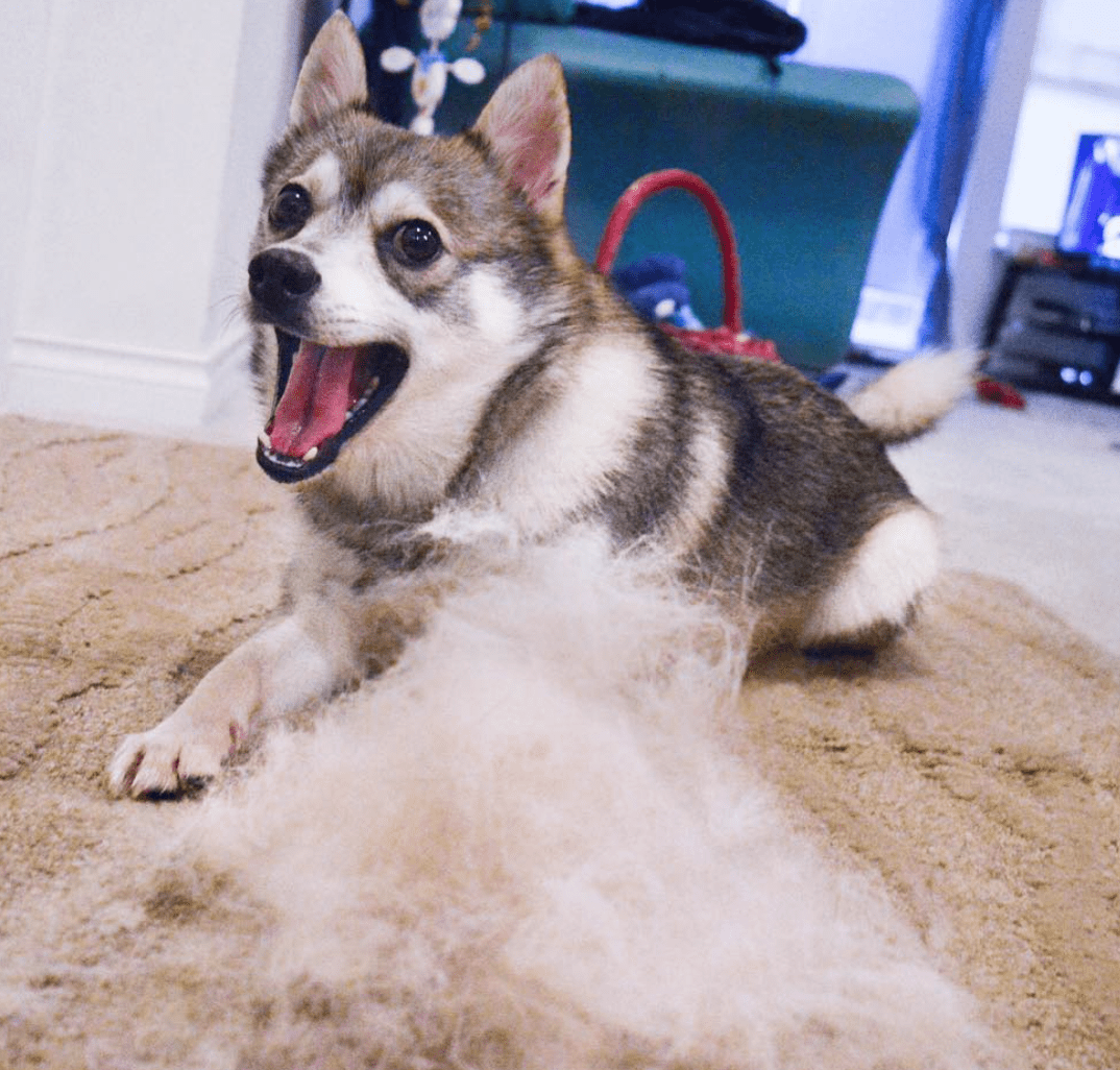 do alaskan klee kai howl