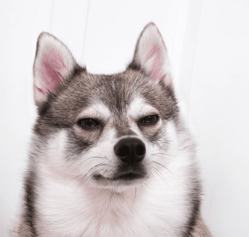 do alaskan klee kai howl