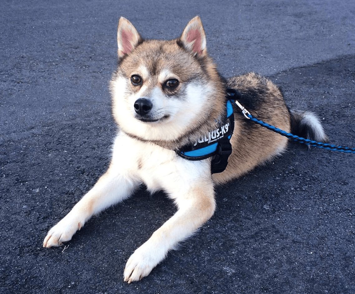 miniature siberian huskies